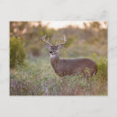 Search for odocoileus postcards One animal