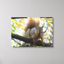 Search for nut with squirrel art Cute