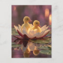 Search for ducklings postcards Nature