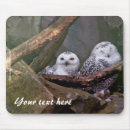Search for owl images electronics Bird