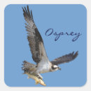 Search for osprey stickers Flying ospreys