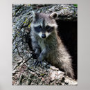 Search for racoon posters Raccoons
