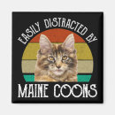 Search for coon magnets Kitty