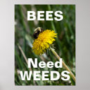 Search for bee weed Dandelion