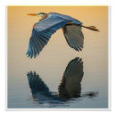 Search for great blue heron posters Wildlife photography