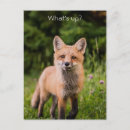 Search for red foxes postcards Adorable