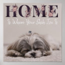 Search for shih tzu posters Pets