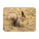 Search for squirrel photo magnets Nature
