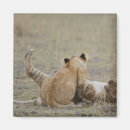 Search for panthera magnets Wildlife