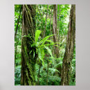 Search for rain forests posters Tropical