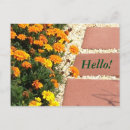 Search for marigold postcards Flowers