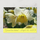 Search for daffodil save the dates Nature