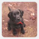 Search for lab puppy stickers Dog