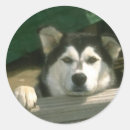 Search for alaskan malamute stickers Animals