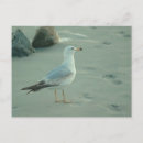 Search for gulls postcards Birds
