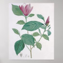 Search for magnolia art Fine