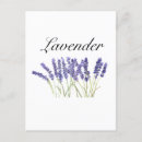Search for herb postcards Purple