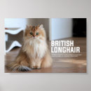 Search for longhair posters Pet