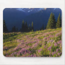 Search for lupin mouse mats Summer