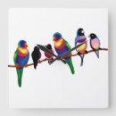 Search for rainbow lorikeet art Lorikeets