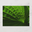 Search for hosta postcards Leaves