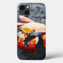 Search for crab cases Coastal