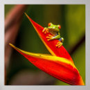 Search for callidryas posters Tree frog