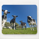 Search for pasture mouse mats Cattle