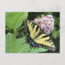 Search for butterflys postcards Summer