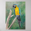 Search for gold macaw posters Bird