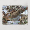 Search for tiny birds postcards Nature