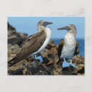 Search for booby postcards Galapagos islands