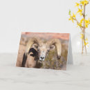 Search for outdoorsman cards Wildlife