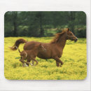 Search for habitat mouse mats Environment