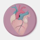 Search for anatomically magnets Heart