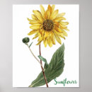 Search for vintage botanical sunflower posters Cottagecore