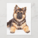 Search for mutt postcards Animal