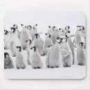 Search for group of animals mouse mats Nature