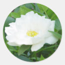 Search for white peony stickers Flowers