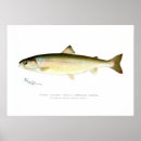Search for trout posters Vintage