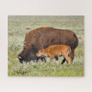 Search for bison puzzles Calf