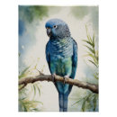 Search for budgies posters Parakeet
