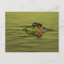 Search for swimming postcards Nature