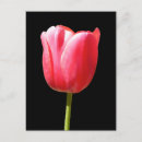 Search for dramatic elegance postcards Floral