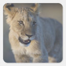 Search for lion portrait stickers Wildlife