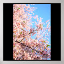 Search for cherry blossom anime posters Sakura