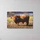Search for highland cattle canvas prints Scottish