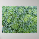 Search for broccoli posters Gardening