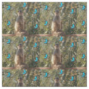 Search for alert photography Meerkat