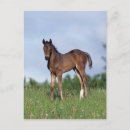 Search for thoroughbred postcards Foal